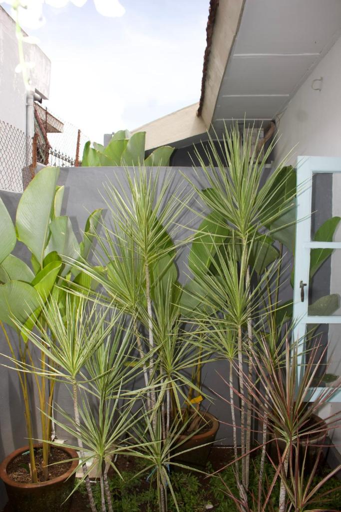 Ijen Haus photo 2