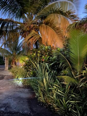 Cozy Coconut photo 2