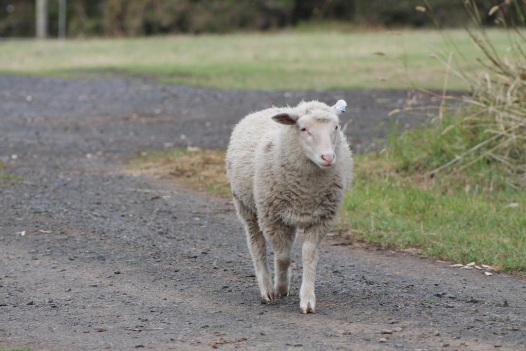 Bimbadeen Phillip Island Farm Retreats photo 4