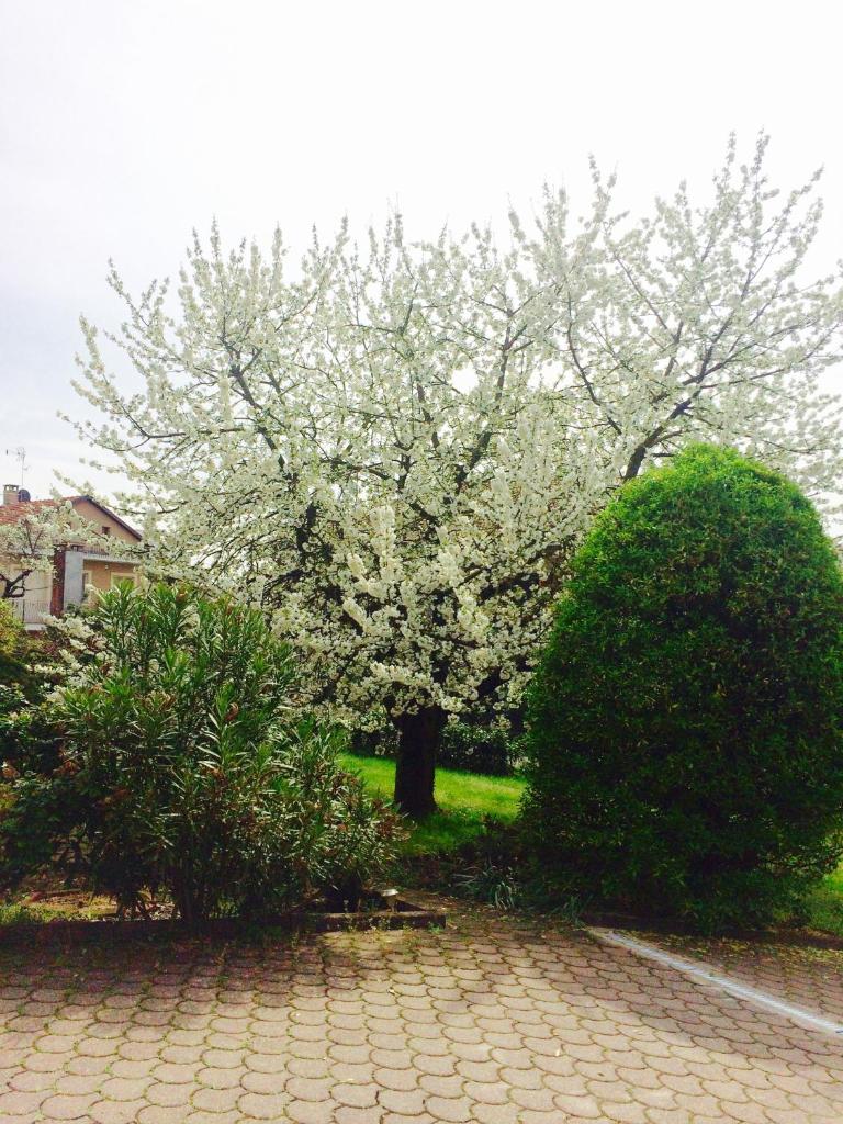 I Ciliegi photo 3