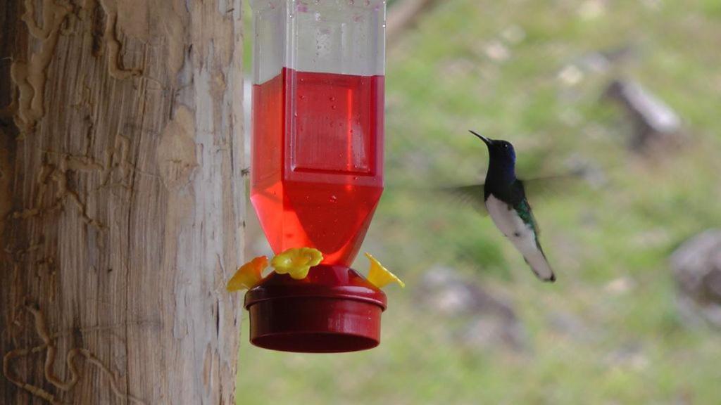 Casa Colibrí photo 1