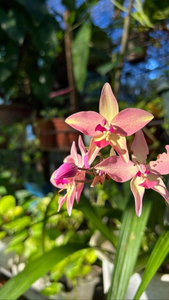 Bulo Cottage & Garden, Allacapan