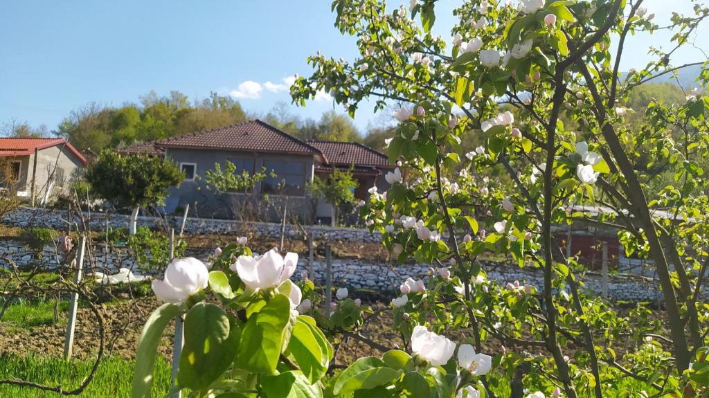 Spring Village Home