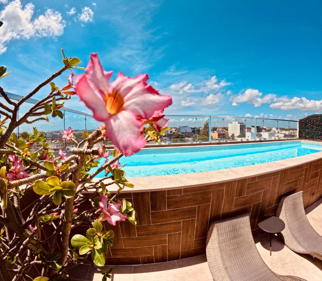 Studios with roofpool in Vanessa 24