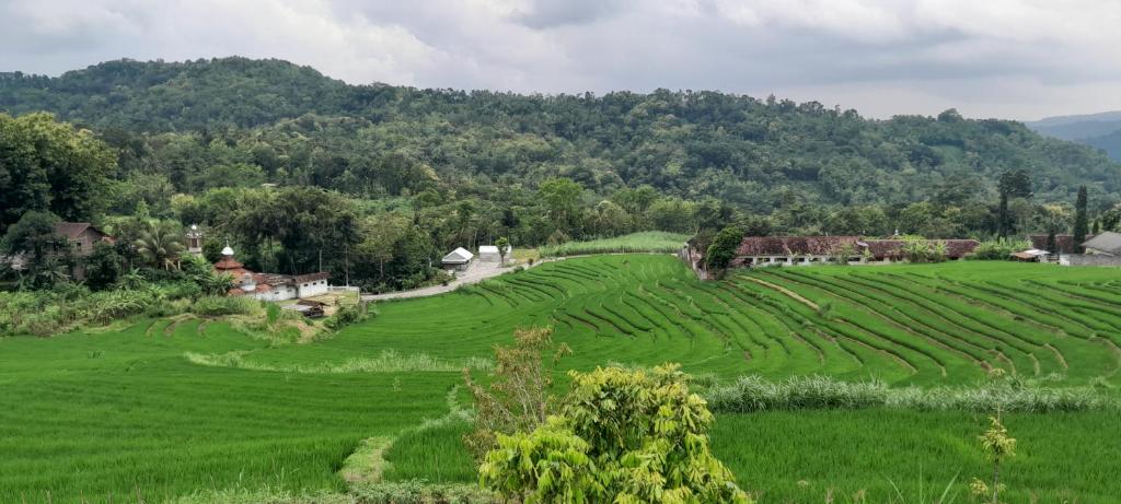 Driver tour Borobudur, Rice Terace & hiden scared waterfall photo 3