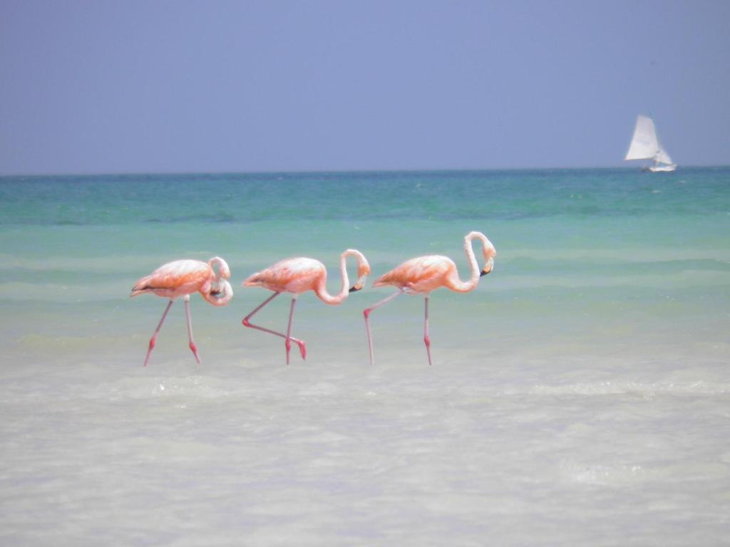 Hotel Casa Punta Coco & Beach Club - Adults Only photo 4
