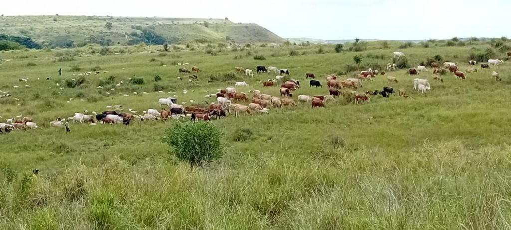 Fazenda Kizonga photo 1