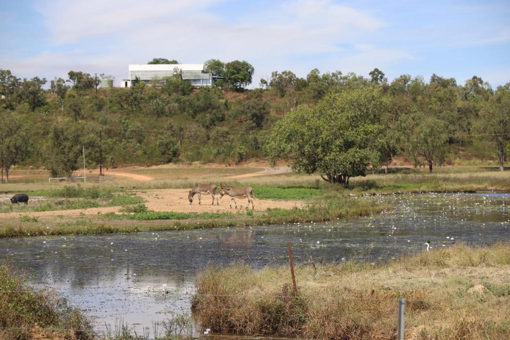 Mt Bundy Station photo 1