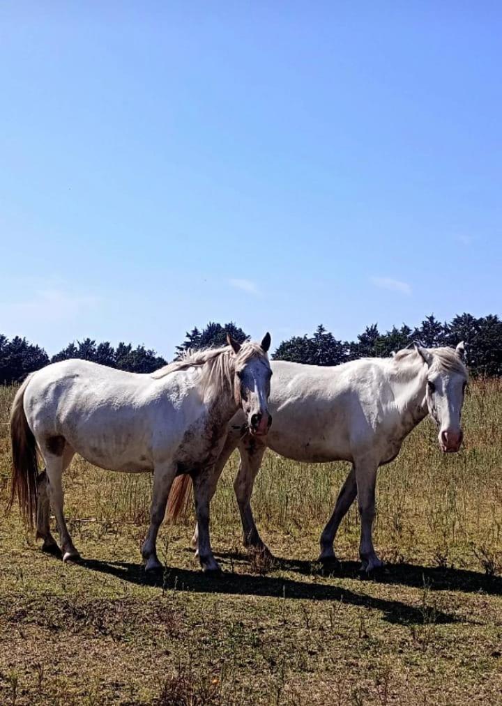 Los Micelios