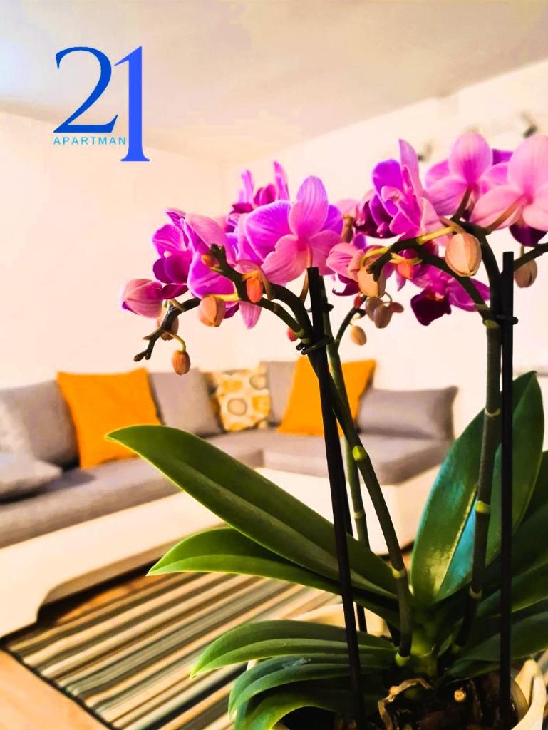 Apartman 21 - Tap to explore photos