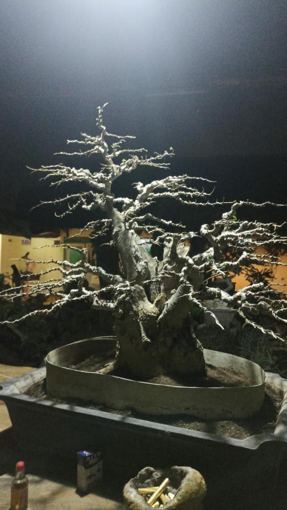 Bonsai Guesthouse Banyuwangi photo 3