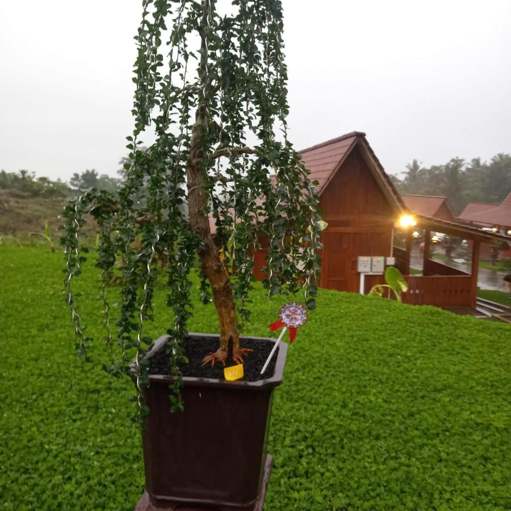 Bonsai Guesthouse Banyuwangi photo 2