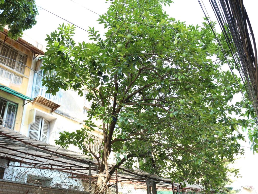 Апартаменты (Апартаменты с 1 спальней), Palmo Serviced Apartment 1