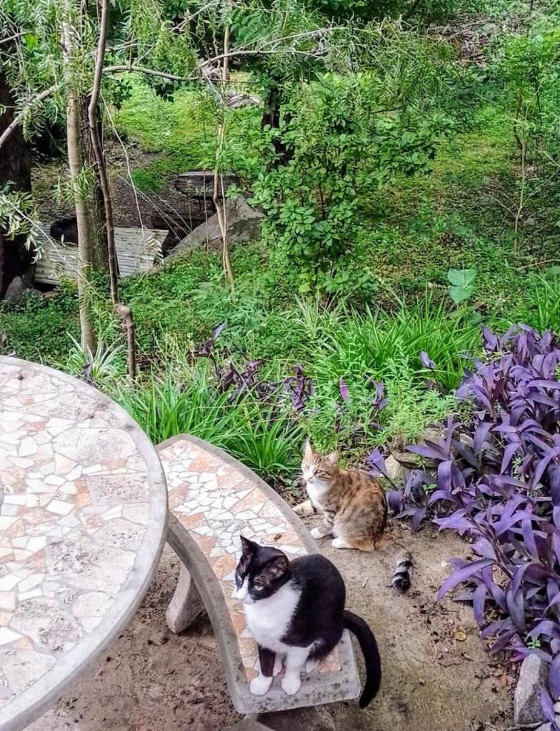 Entre Verdes alojamiento photo 2