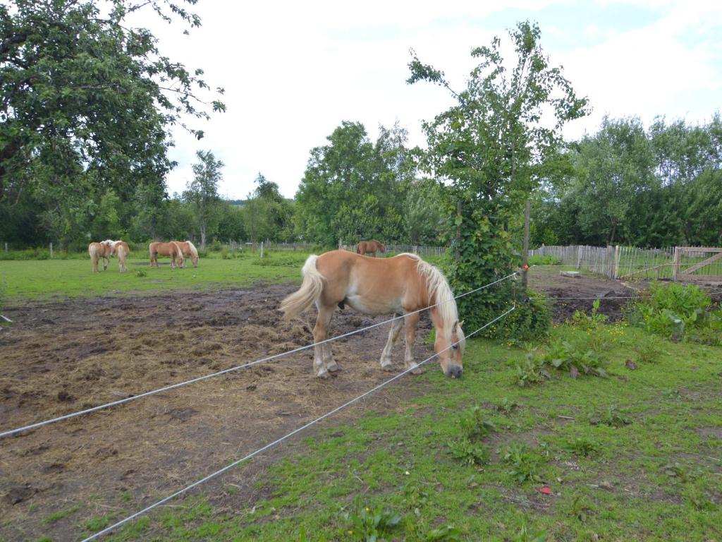 Cottage in Paliseul with Garden, cleaning included photo 4