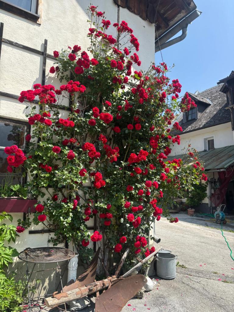 Wengerwirt zur Laube photo 2