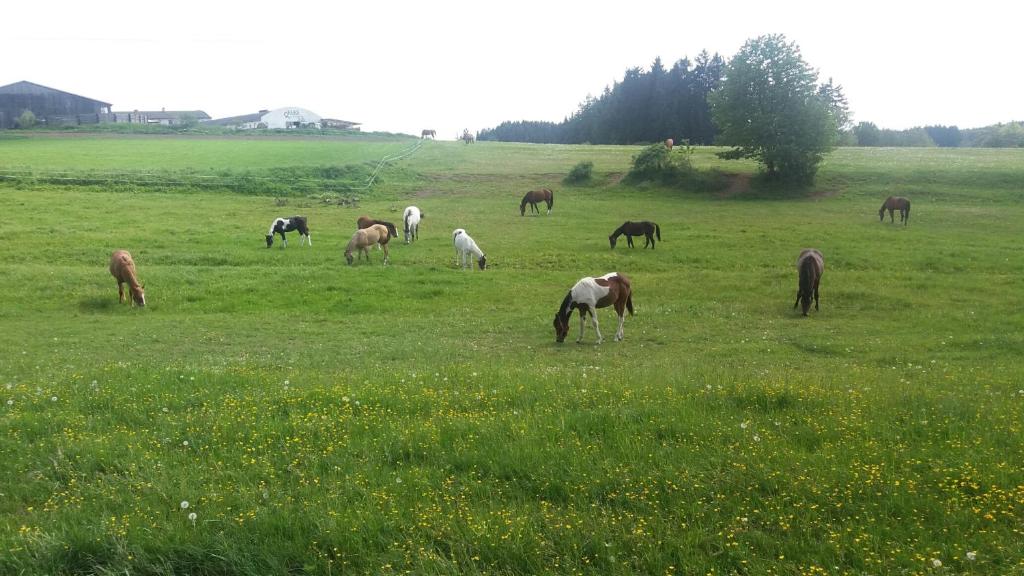 Q Ranch photo 2