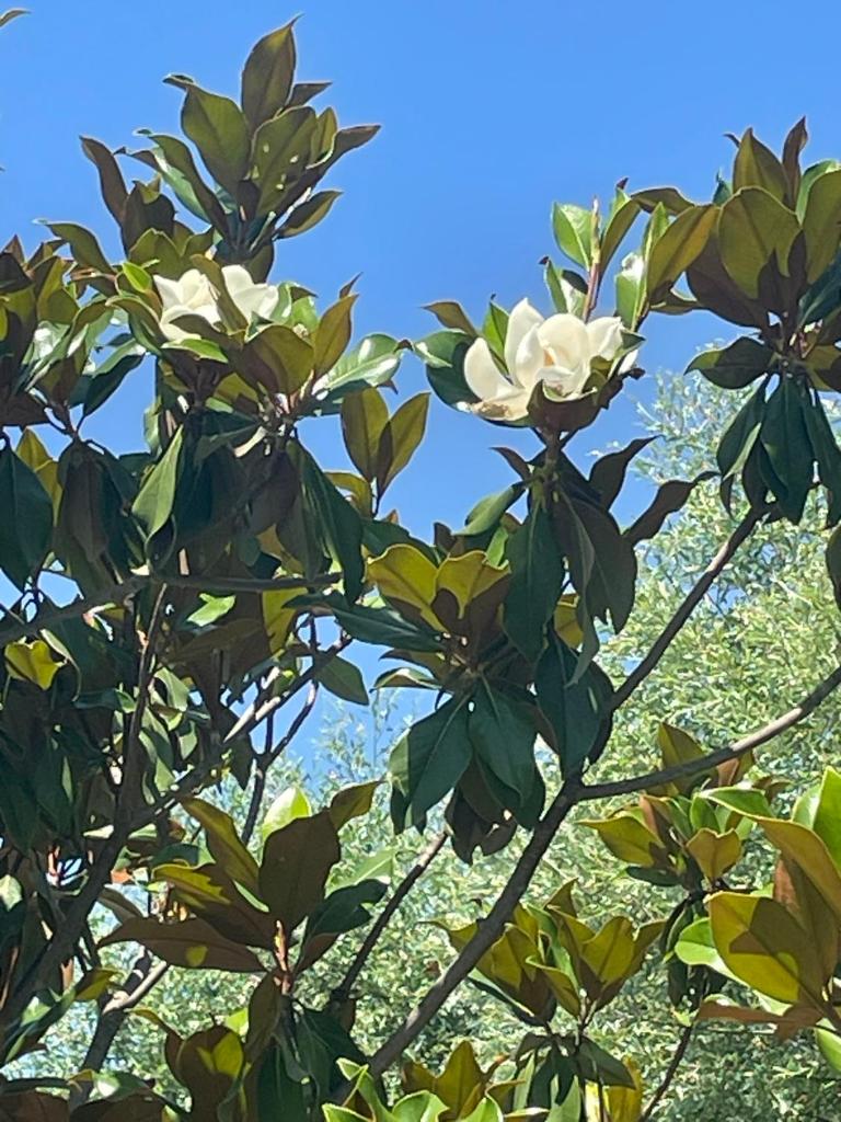 Kuca Magnolia Blagaj photo 1