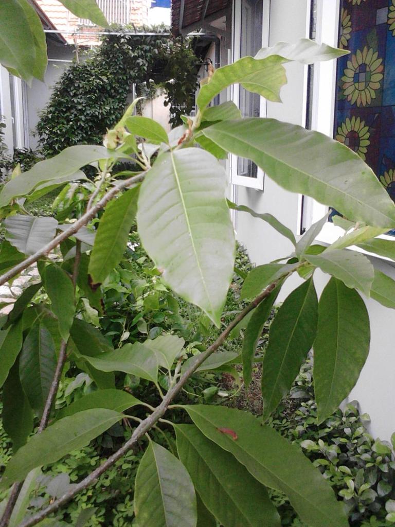 Manh Duyen Garden Homestay