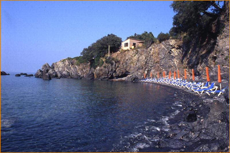 illicini photo 1