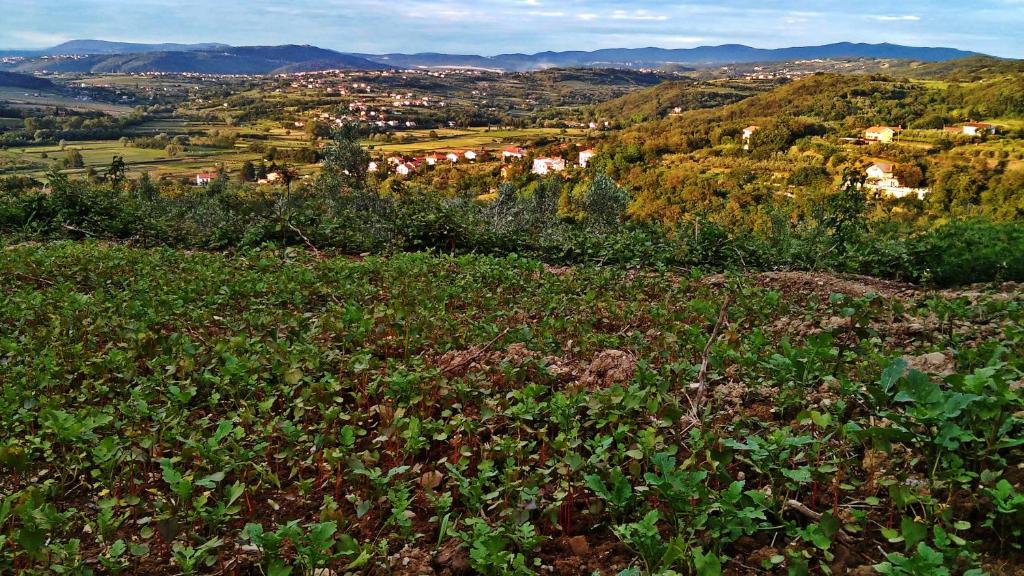 Farm stay Domačija Butul photo 3