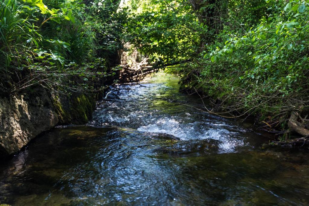 Forest Escape photo 1