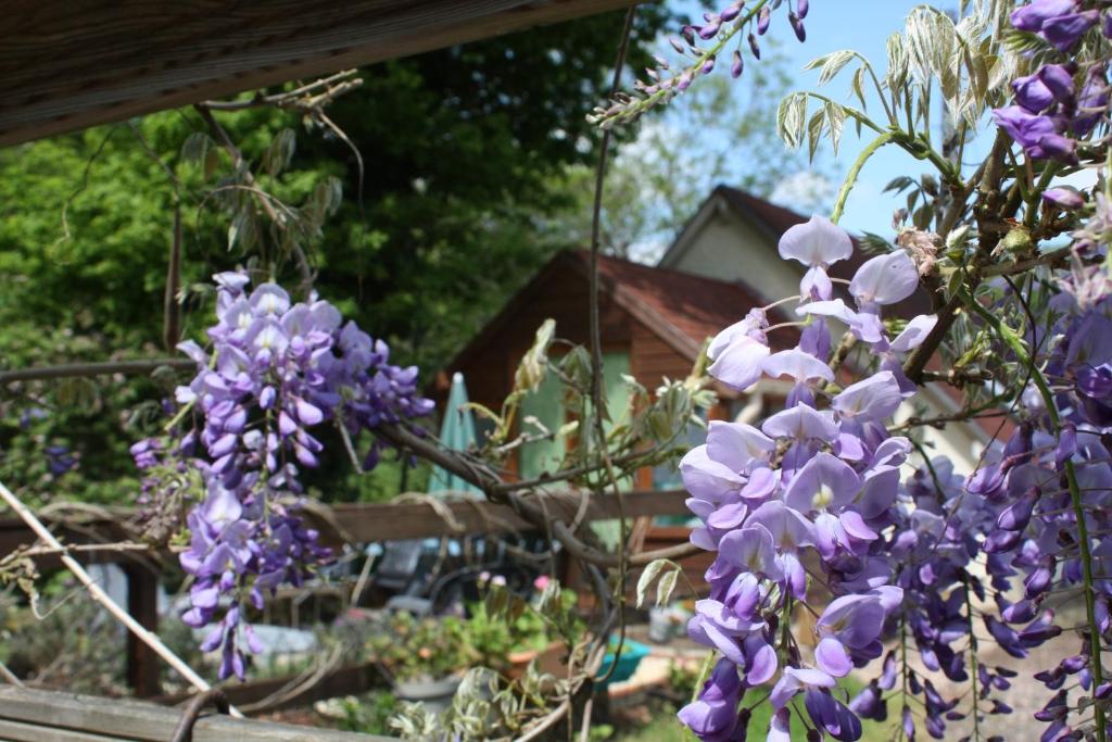 River Cottage photo 1