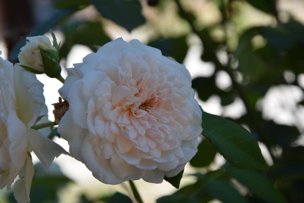 La Casa Nell'Oliveto Bed & Breakfast photo 3