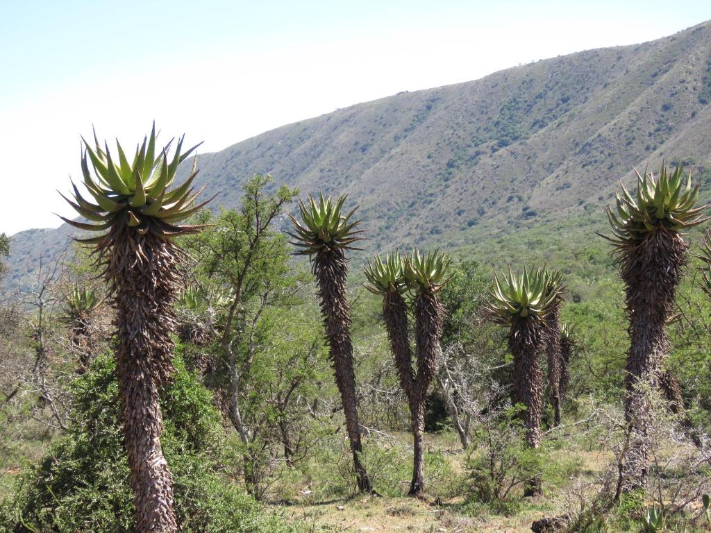 Intaba Lodge photo 1