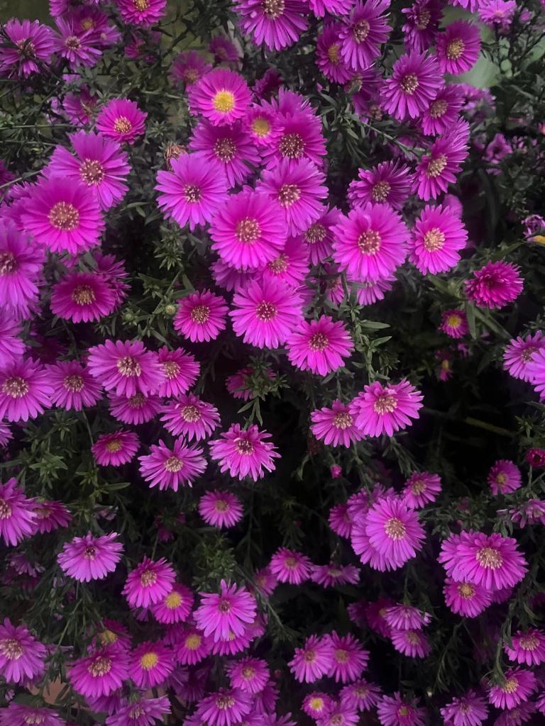 Bloom as you are - Tap to explore photos