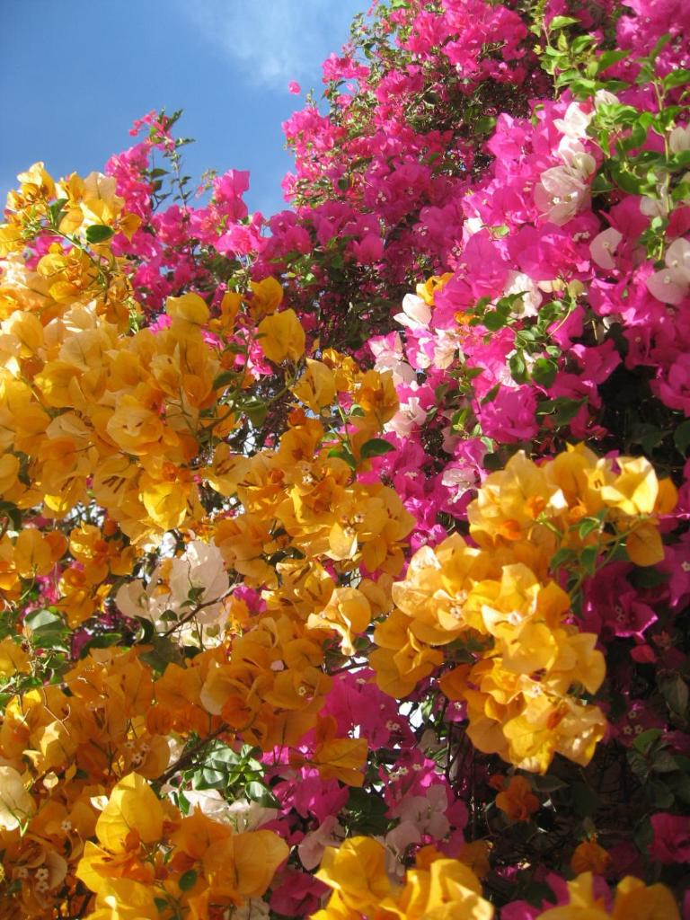 Villa Shahrazad Hurghada photo 4