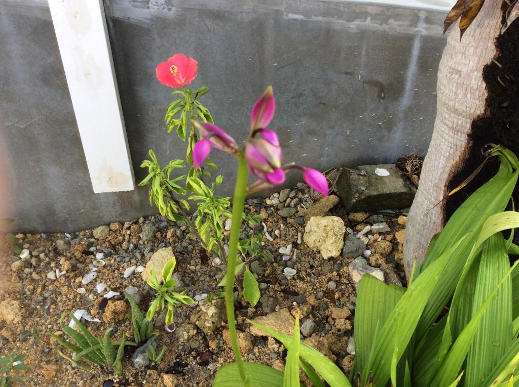 Shimanchu Guest House Yuien photo 1