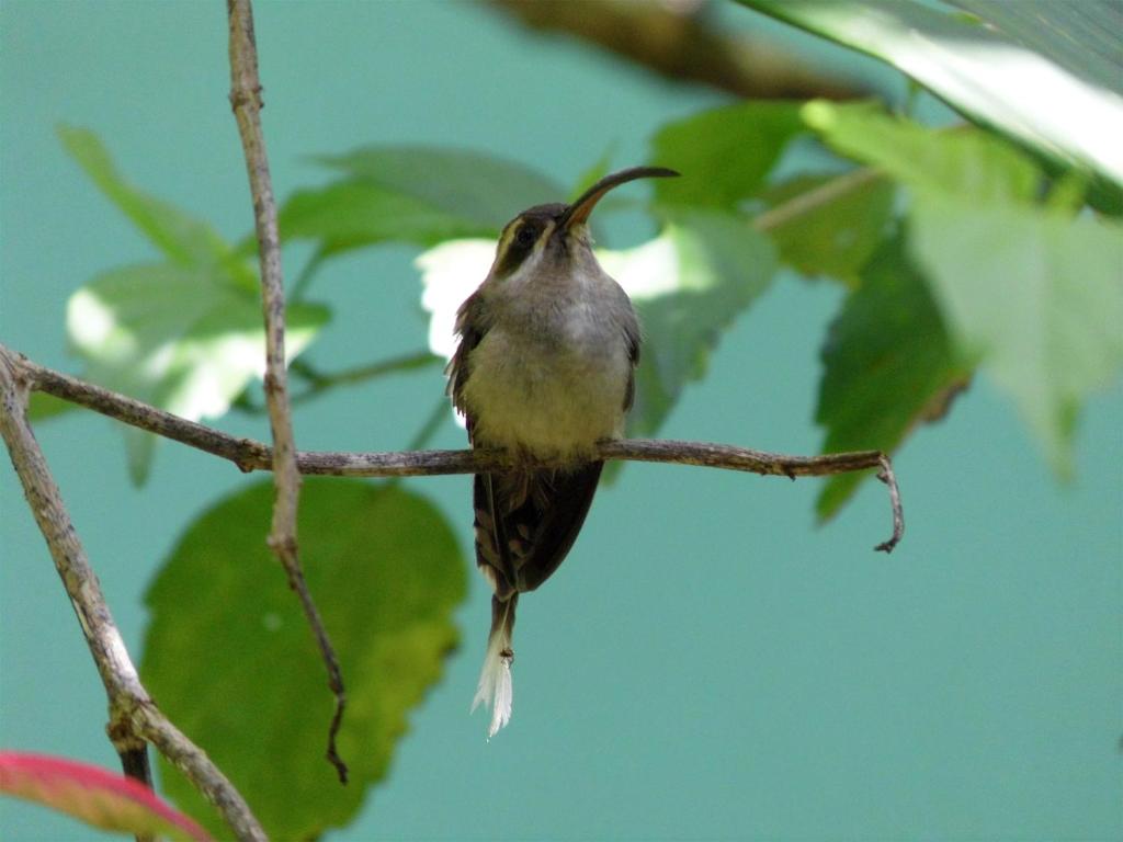El Colibri Lodge photo 3