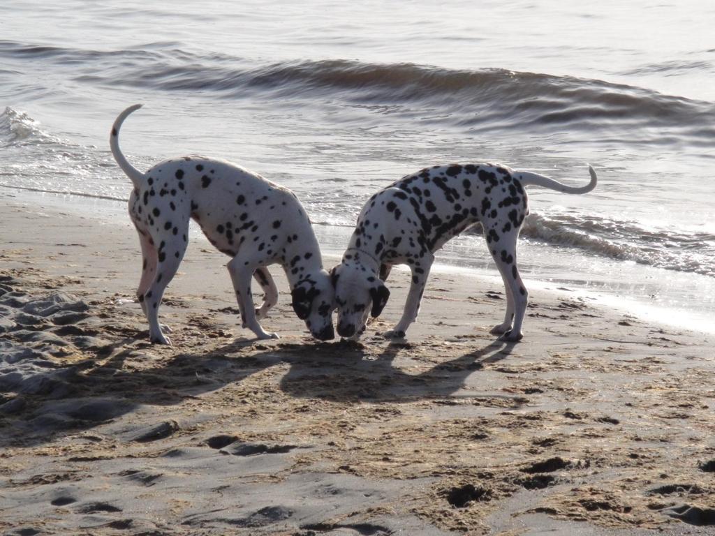 Residenz Lausitz - Apartments für Urlaub mit Hund photo 1