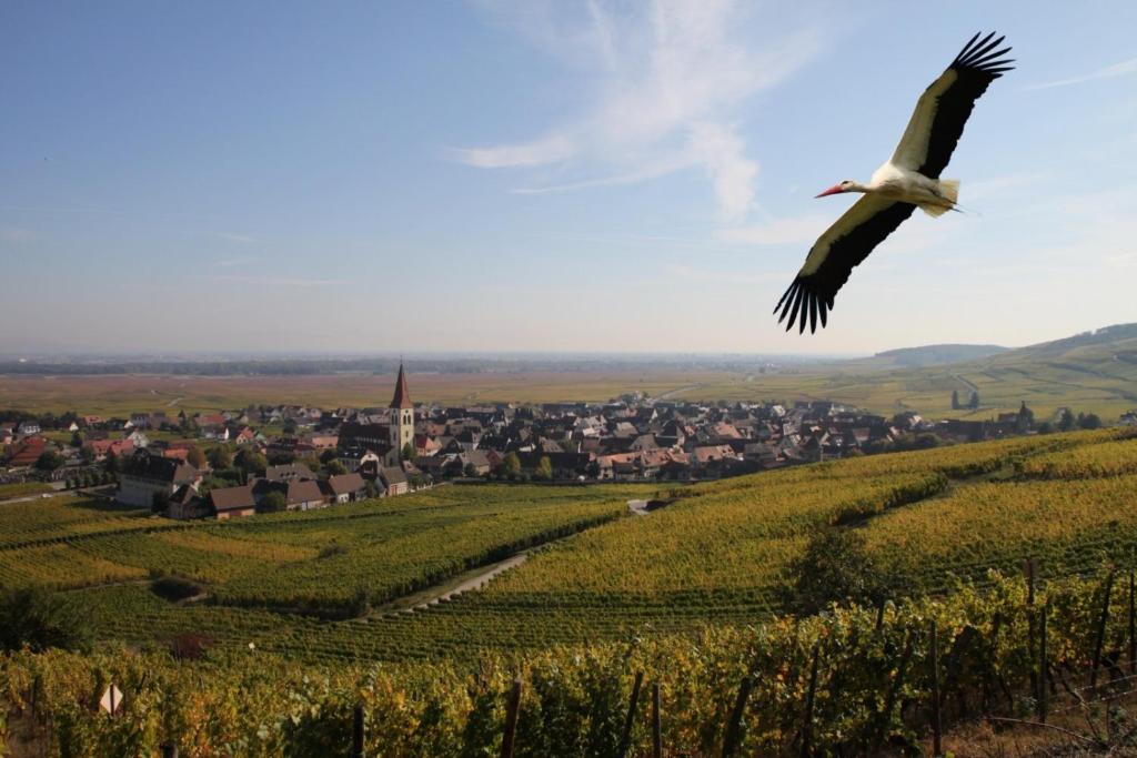 Les Chambres Du Vignoble photo 4