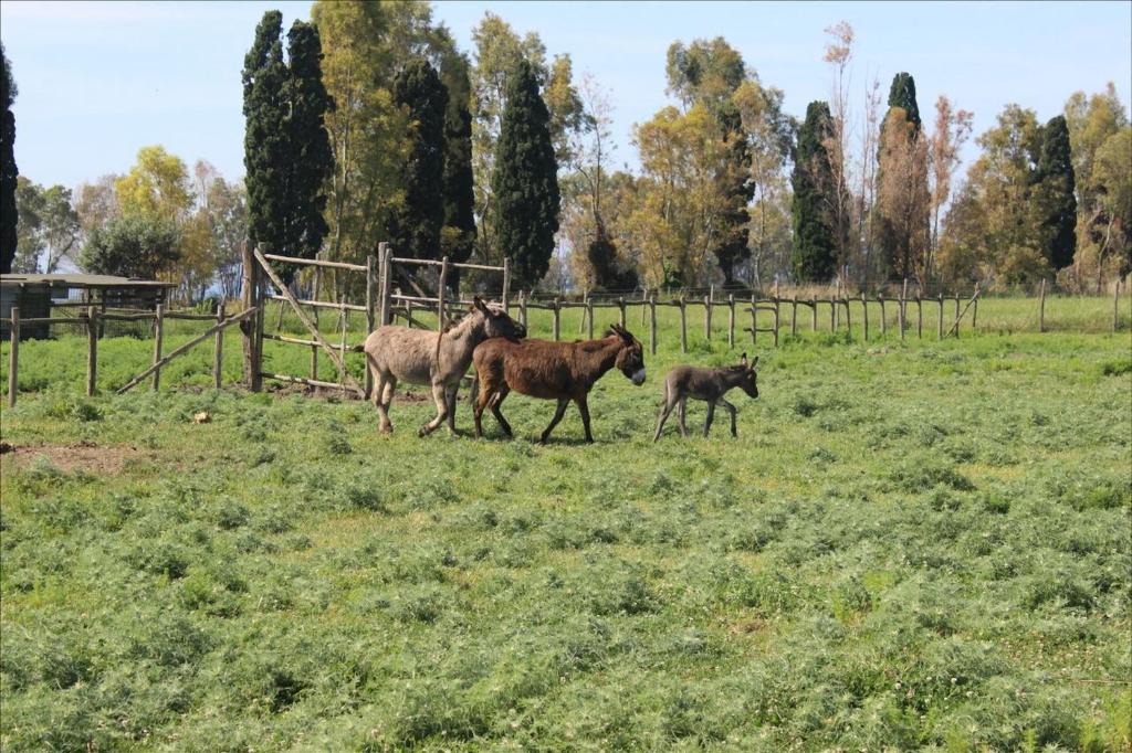Podere Del Gesso photo 3