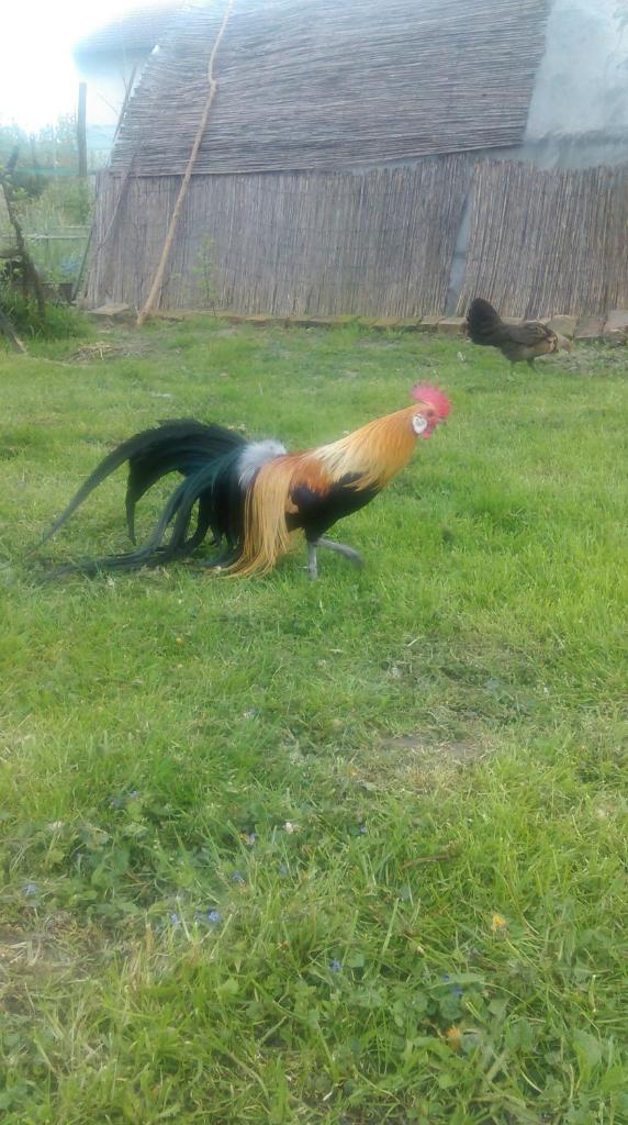 Farm stay Lackovic photo 2