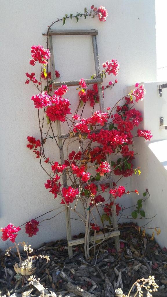 Pepper Tree Accommodation photo 2