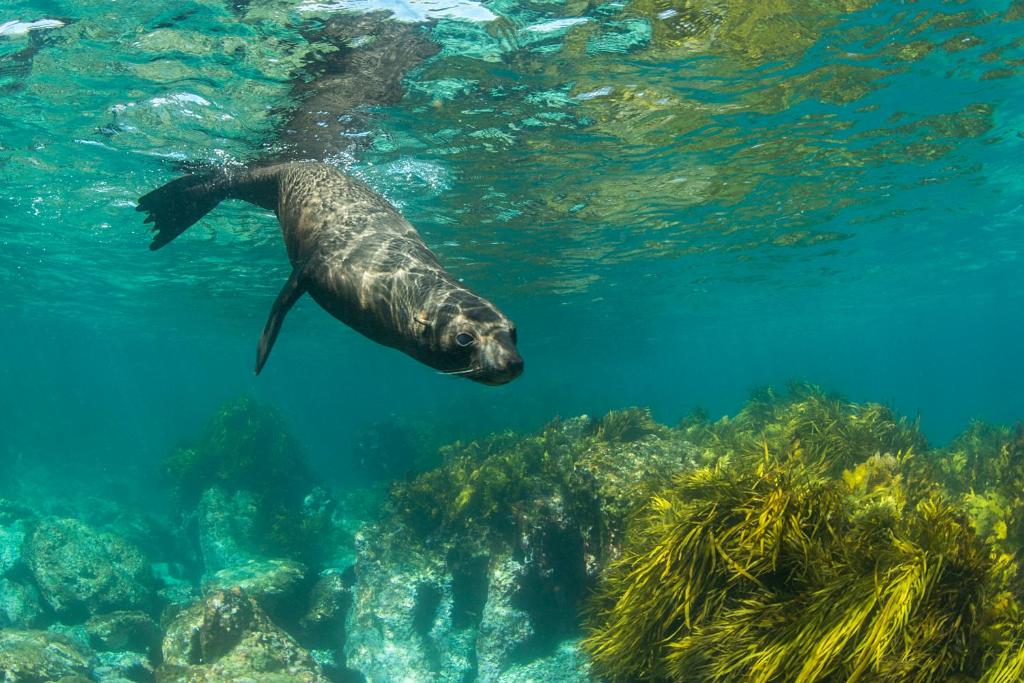 Barunguba Montague Island photo 2