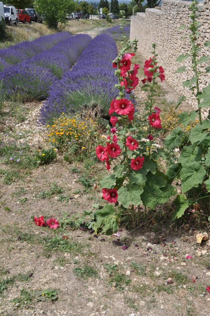 Le Petit Labouret photo 3