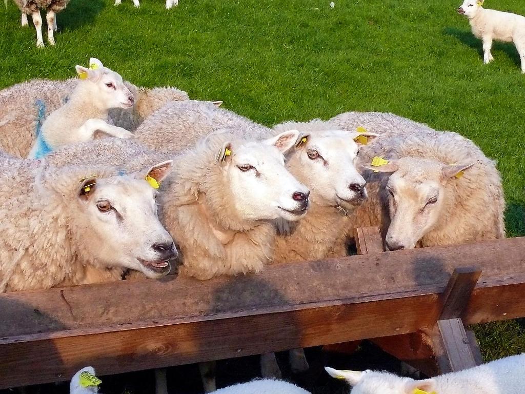 duin/vuurtorenzicht photo 2