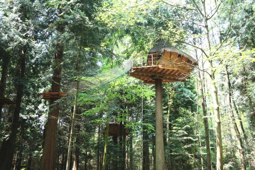 Insolite dans les arbres Les Ormes, Epiniac photo 1