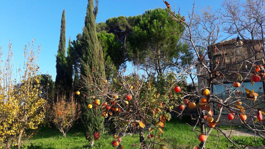 La Limonaia photo 4