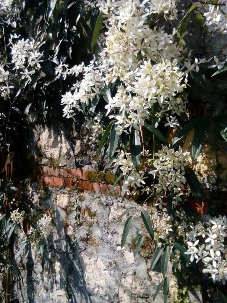 Villa Osmanthus photo 4