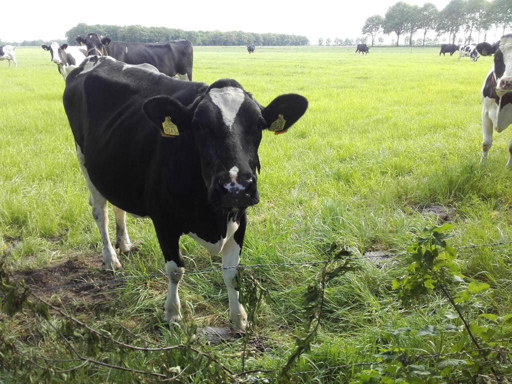 De Oude Smederij photo 3