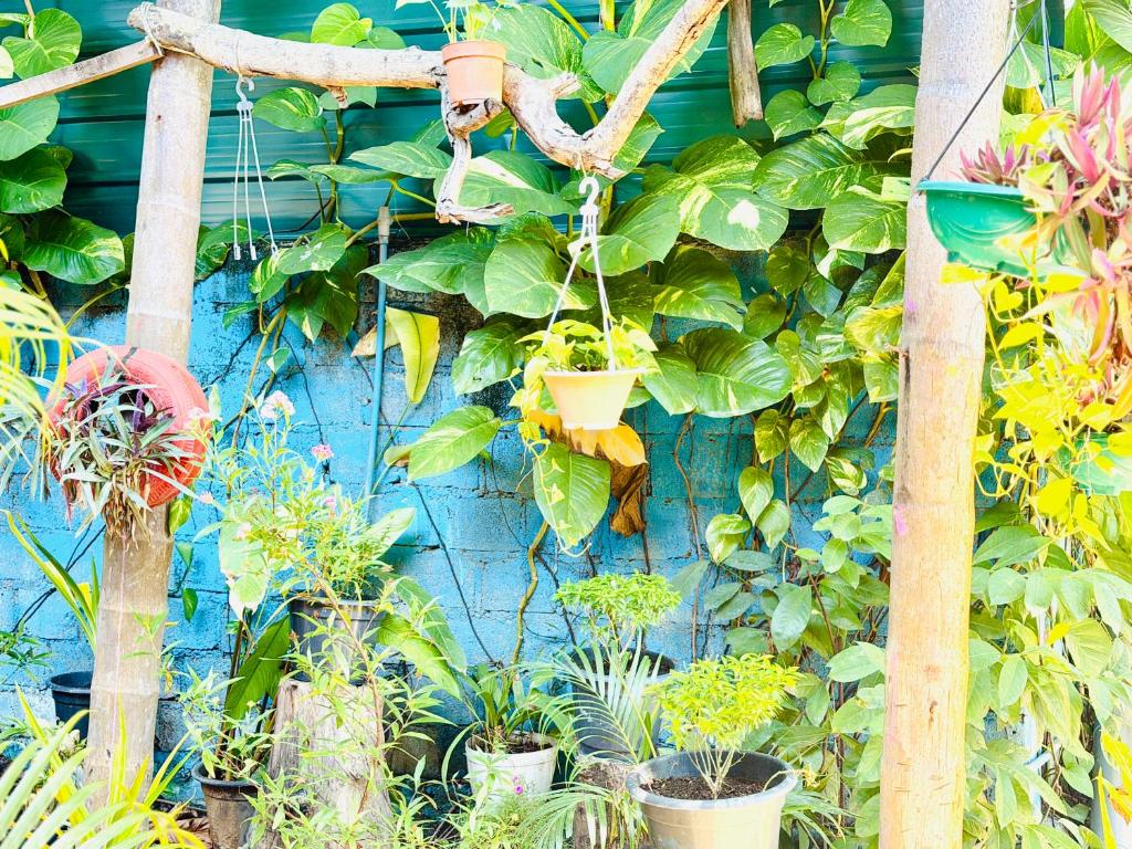 Green House Holiday Villa - Tap to explore photos