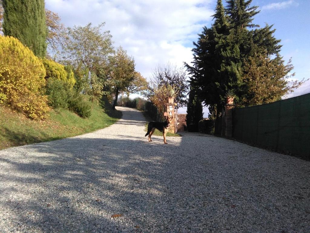 Calmancino delle Selve photo 3