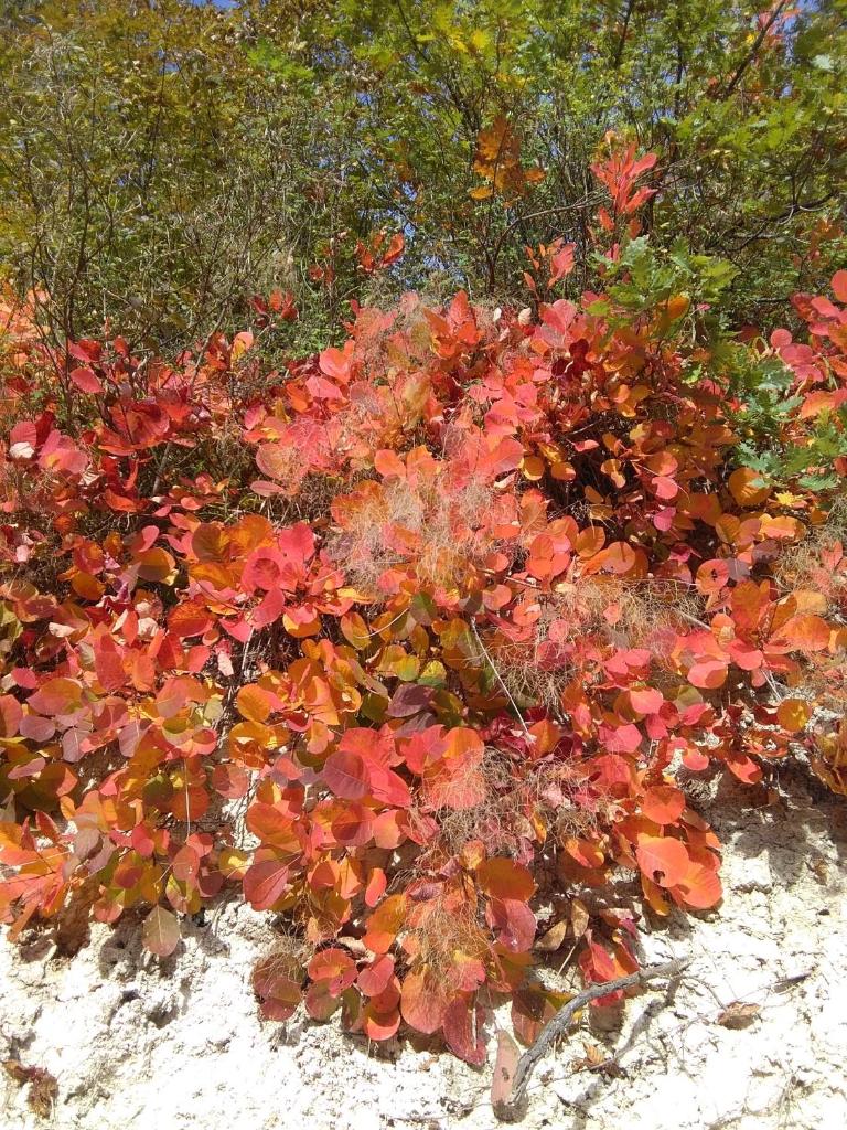 Calmancino delle Selve photo 2