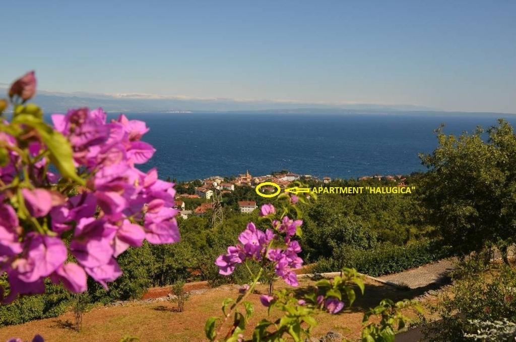 Apartman Halugica photo 1