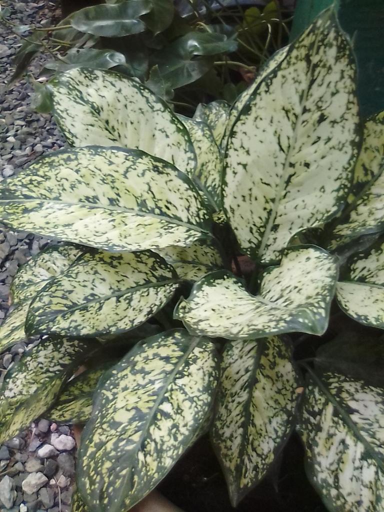 Номер (Бунгало с кондиционером), Green Sun